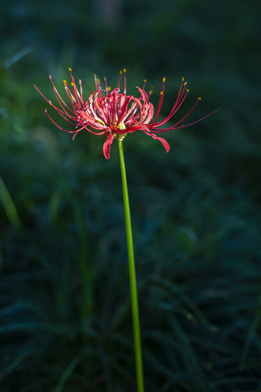 Is the red spider lily poisonous?